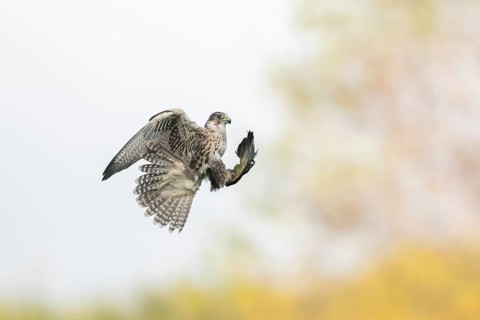 Peregrine falcon (Falco peregrinus) hunting, autumn, Bavaria, Germany