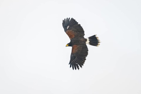 Harris's hawk (Parabuteo unicinctus) flying in the sky, autumn, Bavaria, Germany