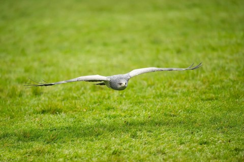 Black-chested buzzard-eagle (Geranoaetus melanoleucus) flying over a meadow, Germany