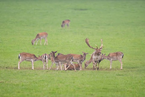 European fallow deer (dama dama) buck with his pack during the rutting season on a meadow in
