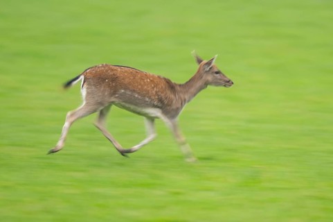 European fallow deer (dama dama) doe running on a meadow in autumn, Bavaria, Germany
