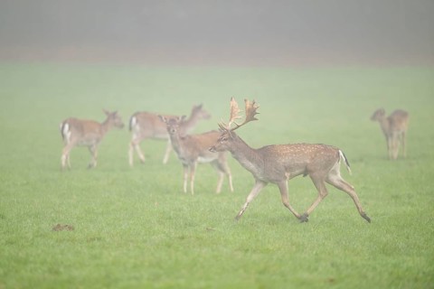 European fallow deer (dama dama) buck with its pack during the mating season on a meadow on a foggy