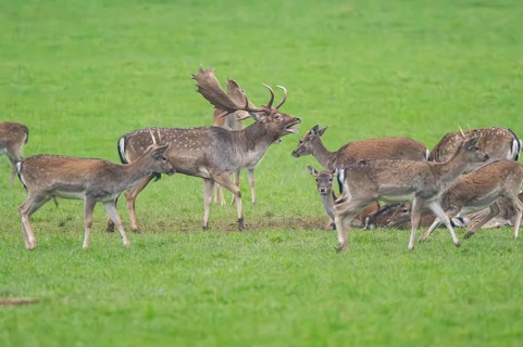 European fallow deer (dama dama) buck with his pack during the rutting season on a meadow in