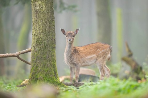European fallow deer (dama dama) doe standing in a forest in autumn, Bavaria, Germany