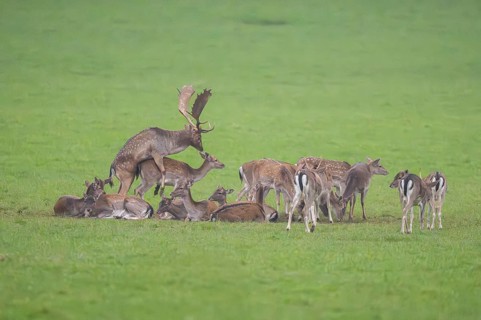 European fallow deer (dama dama) buck at the mating with his pack during the rutting season on a