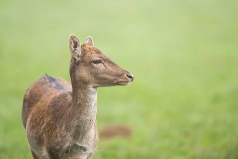European fallow deer (dama dama) doe standing on a meadow in autumn, portrait, Bavaria, Germany
