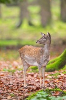 European fallow deer (dama dama) doe standing in a forest in autumn, Bavaria, Germany