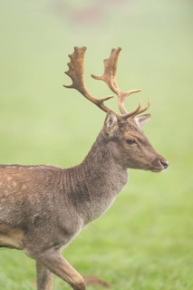 European fallow deer (dama dama) buck on a meadow on a foggy day in autumn, Bavaria, Germany