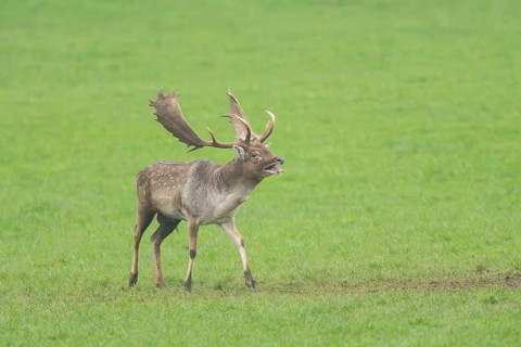 European fallow deer (dama dama) buck standing on a meadow in autumn, roaring, Bavaria, Germany