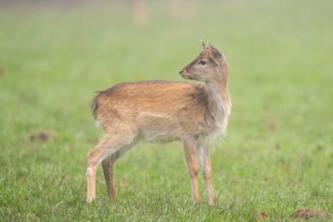 European fallow deer (dama dama) fawn standing on a meadow on a foggy day in autumn, Bavaria,