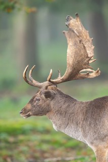 European fallow deer (dama dama) buck in a forest on a foggy day in autumn, portrait, Bavaria,