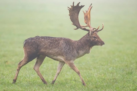 European fallow deer (dama dama) buck on a meadow on a foggy day in autumn, Bavaria, Germany
