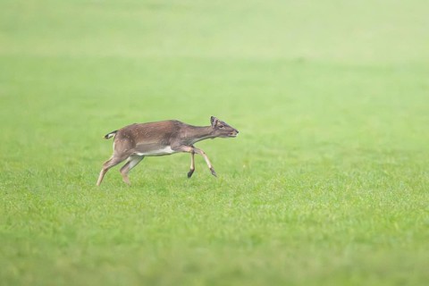 European fallow deer (dama dama) doe running on a meadow in autumn, Bavaria, Germany