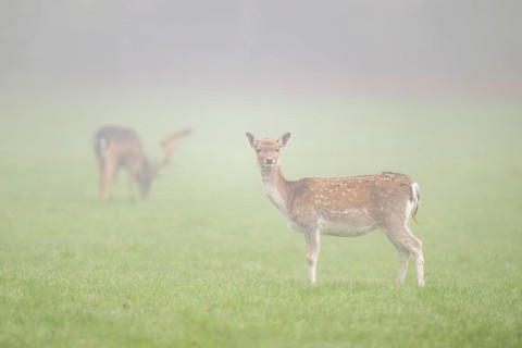 European fallow deer (dama dama) doe standing on a meadow on a foggy day in autumn, Bavaria,