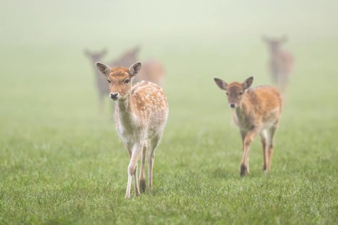 European fallow deer (dama dama) doe walking on a meadow on a foggy day in autumn, Bavaria, Germany