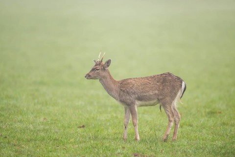 European fallow deer (dama dama) buck standing on a meadow on a foggy day in autumn, Bavaria,