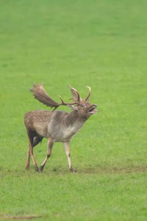 European fallow deer (dama dama) buck standing on a meadow in autumn, roaring, Bavaria, Germany
