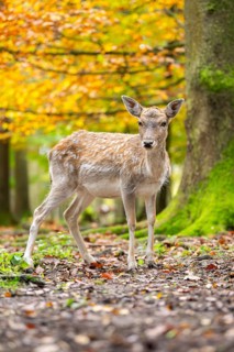 European fallow deer (dama dama) doe walking in a forest on a foggy day in autumn, Bavaria, Germany