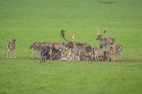 European fallow deer (dama dama) buck with his pack during the rutting season on a meadow in