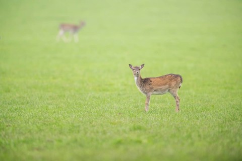 European fallow deer (dama dama) doe standing on a meadow in autumn, Bavaria, Germany