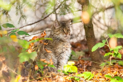 European wildcat (Felis silvestris silvestris) sitting in a forest in autumn, Bavaria, Germany