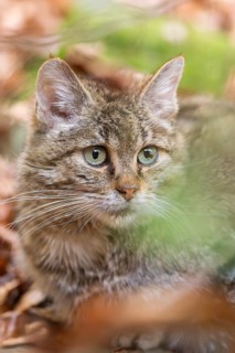 European wildcat (Felis silvestris silvestris) in a forest in autumn, portrait, Bavaria, Germany