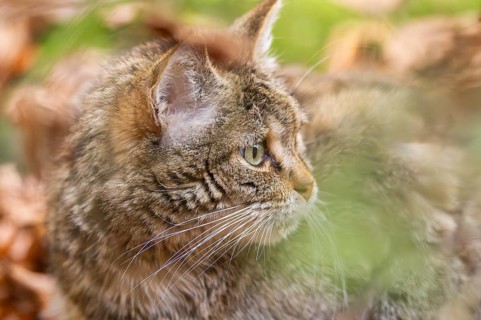 European wildcat (Felis silvestris silvestris) in a forest in autumn, portrait, Bavaria, Germany