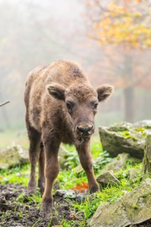 European bison (Bison bonasus) calf (youngster) standing on a clearing of a forest in autumn,