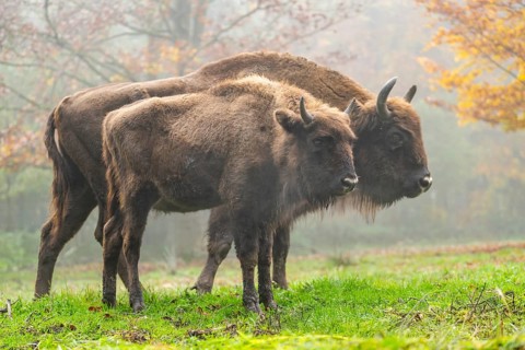 European bison (Bison bonasus) standing on a clearing of a forest in autumn, Bavaria, Germany