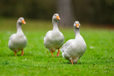 Greylag goose (Anser anser) walking on a meadow, Bavaria, Germany