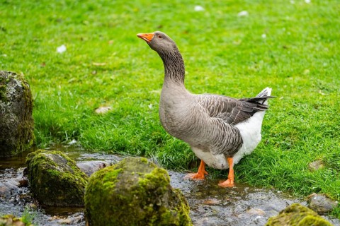 Greylag goose (Anser anser) standing on a little river, Bavaria, Germany