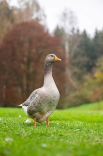 Greylag goose (Anser anser) standing on a meadow, Bavaria, Germany