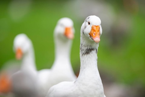 Domestic goose (Anser Anser domesticus) walking on a meadow, portrait, Bavaria, Germany