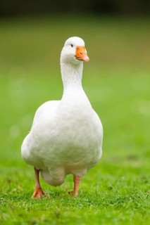 Domestic goose (Anser Anser domesticus) walking on a meadow, Bavaria, Germany