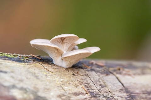 Oyster mushroom (Pleurotus ostreatus) growing an a European beech (Fagus sylvatica) tree trunk in a