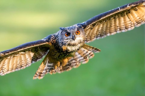 Eurasian eagle-owl (Bubo bubo) flying over a meadow, autumn, Bavaria, Germany