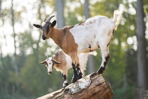 Domestic goat (Capra hircus) standing on a wood in autumn, Bavaria, Germany
