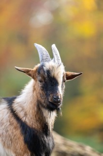 Domestic goat (Capra hircus) in autumn, portrait, Bavaria, Germany