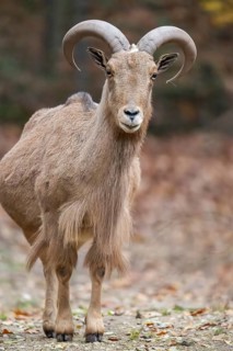 Barbary sheep (Ammotragus lervia) ram standing on the ground, Bavaria, Germany