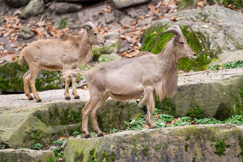 Barbary sheep (Ammotragus lervia) rams standing on big rocks, Bavaria, Germany