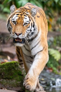 Siberian tiger or Amur tiger (Panthera tigris altaica) walking on the ground in autumn, captive,