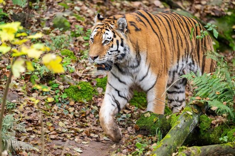 Siberian tiger or Amur tiger (Panthera tigris altaica) walking on the ground in autumn, captive,