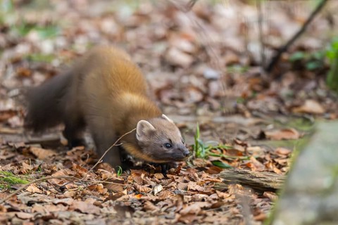 European pine marten (Martes martes) in a forest in autumn, Bavaria, Germany