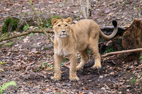 Asiatic lion (Panthera leo persica) youngster standing on the ground, Bavaria, Gernany