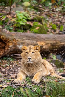 Asiatic lion (Panthera leo persica) youngster in a forest, captive, Bavaria, Germany