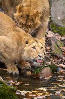 Asiatic lion (Panthera leo persica) youngster drinking from a little lake in autumn, Bavaria,