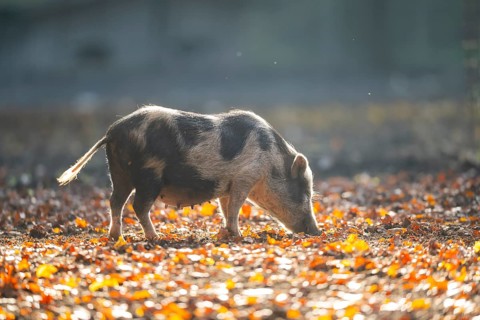 Vietnamese Pot-bellied pig in autumn, Bavaria, Germany
