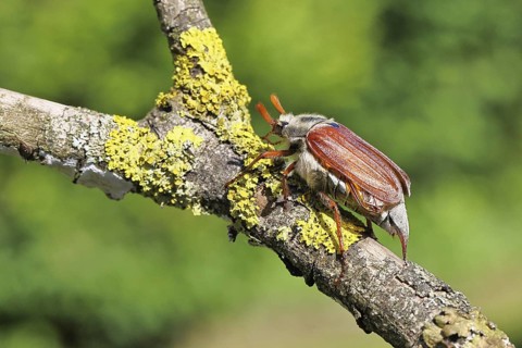 May beetle, wood cockchafer (Melolontha hippocastani), male, on a branch overgrown with lichen,