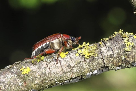 May beetle, wood cockchafer (Melolontha hippocastani), female, on a branch covered with lichen,