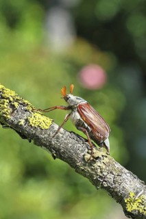 May beetle, wood cockchafer (Melolontha hippocastani), male, on a branch overgrown with lichen,